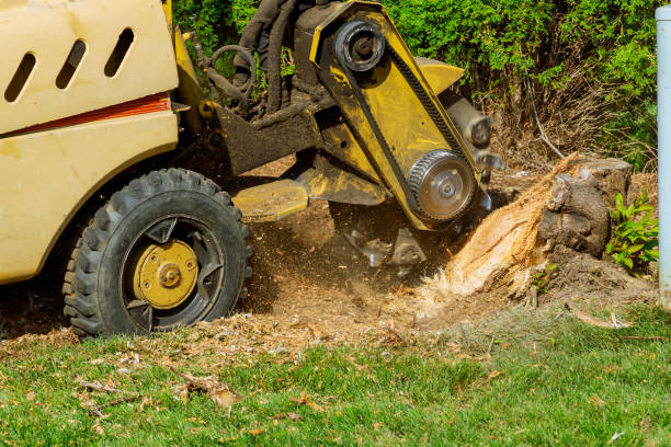 Best Affordable Tree Service  in Weatherby Lake, MO